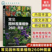 园林规划设计施工园艺园林从业人员及广大植物爱好者参考 乔木类 农林院校园林专业师生参考 任全进 常见园林观果植物260种图鉴