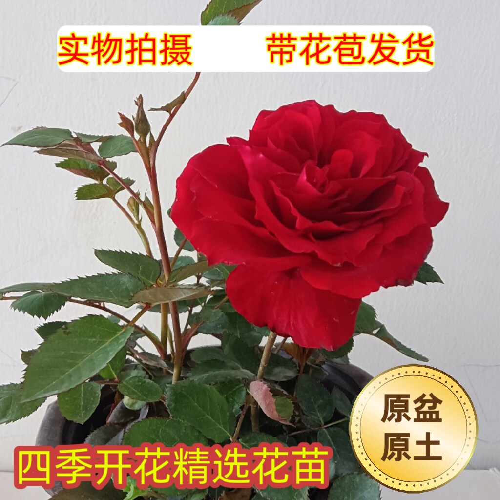 月季花苗四季开花带花苞大花玫瑰图片