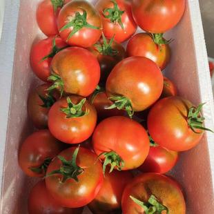 正宗盘锦碱地柿子草莓柿子新鲜水果现摘现发包邮