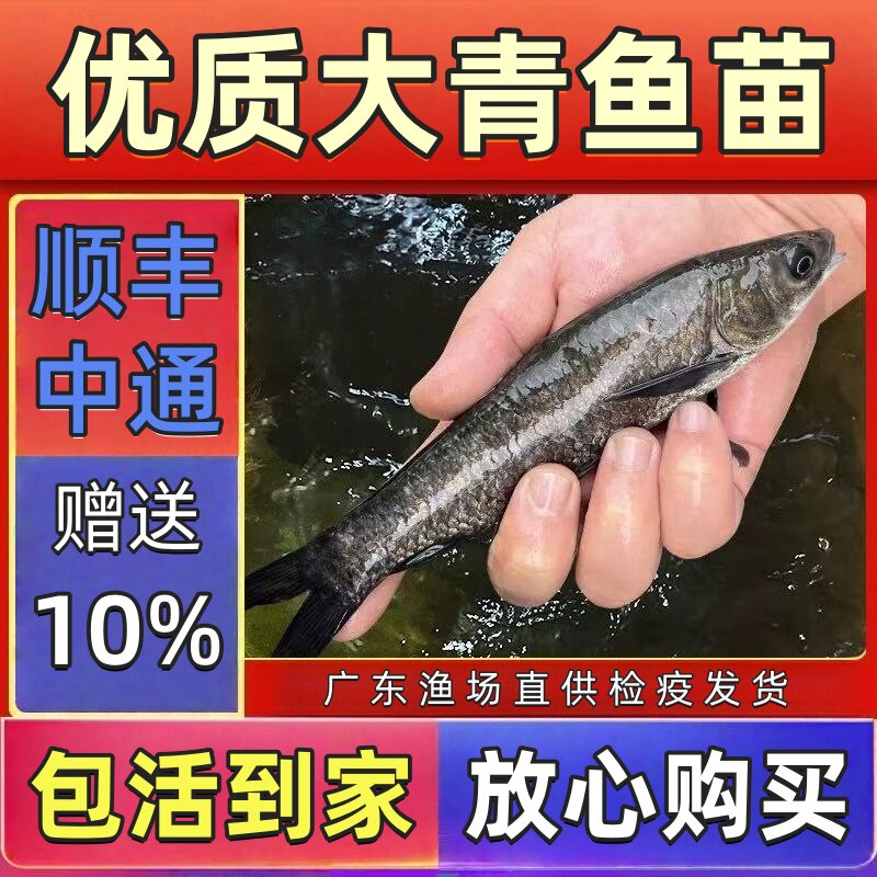 淡水青鱼黑皖螺蛳青活体易养观赏
