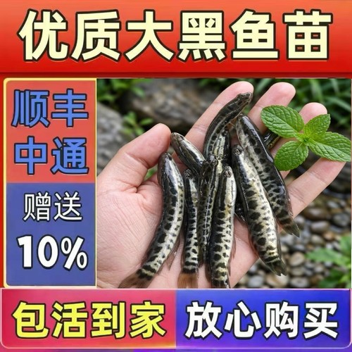 渔场直供黑鱼苗淡水养殖快长抗病