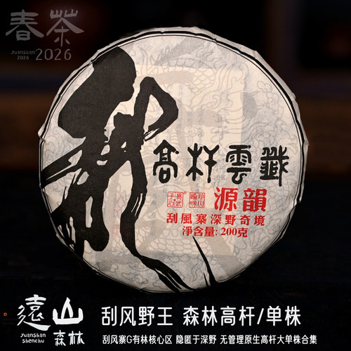 刮风寨野王易武森林高杆古树单株