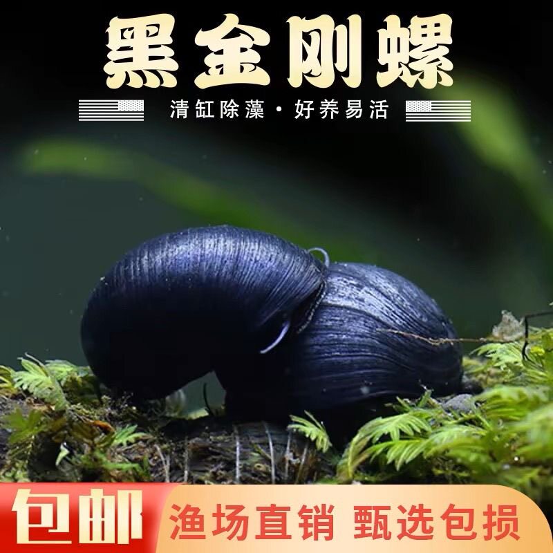 黑金刚螺鱼清缸除藻好养易活观赏螺鱼水族箱清洁工具鱼包邮