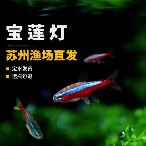 宝莲灯热带淡水三色群游易养