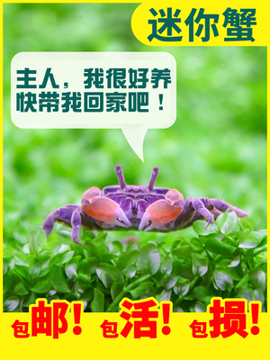 清洁鱼缸观赏蟹富家添虾