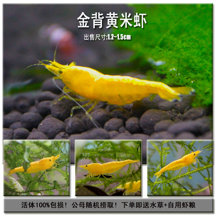 宽背金背黄金米虾极火虾樱花虾观赏虾米虾宠物虾除藻虾工具虾活体,宠物/宠物食品及用品,虾,淘宝优惠券,粉丝福利购,淘宝优惠卷