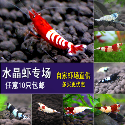 纯血水晶虾活体观赏虾练手樱花
