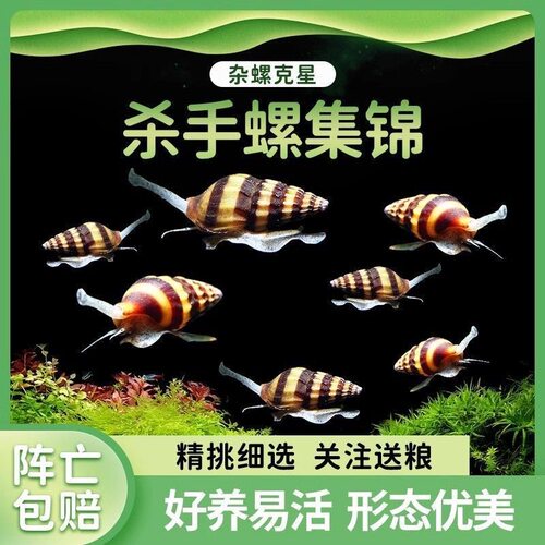 杀手螺集除杂螺的能手
