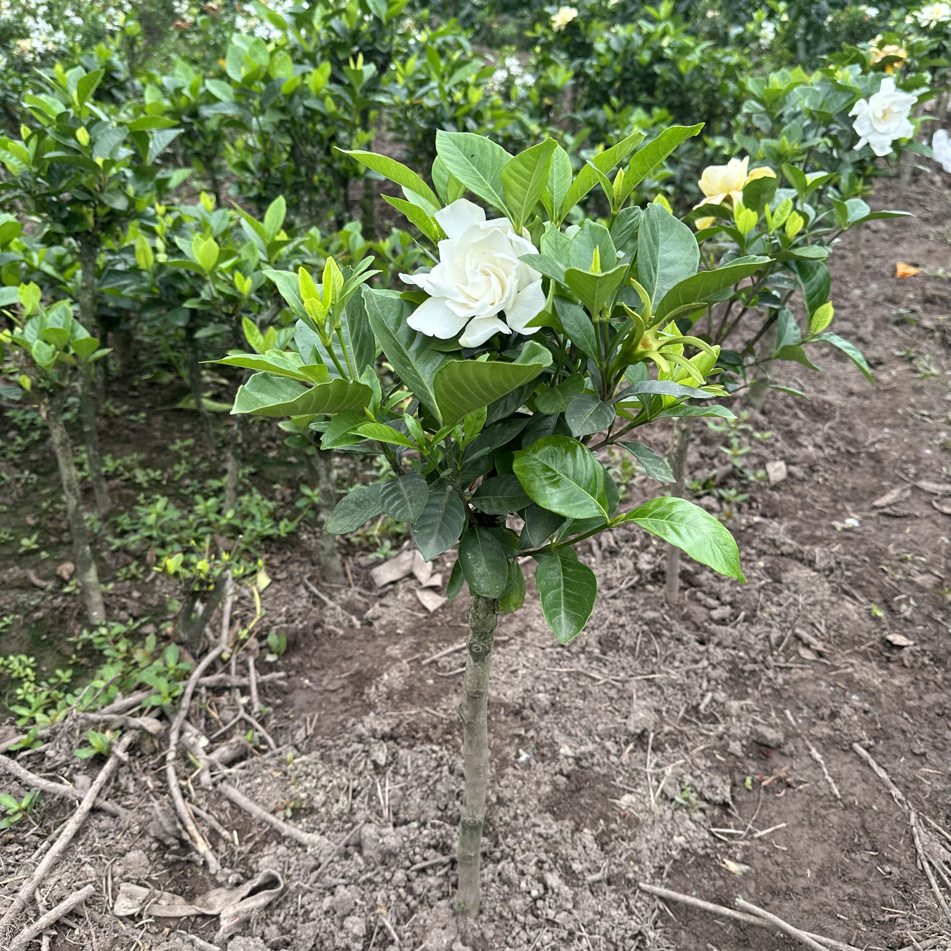 四川 大叶荷栀子花 老枝扦插花苗 浓香好养 阳台庭院盆栽地栽苗木