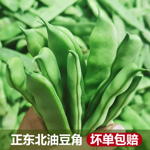 正宗东北油豆角现摘现发