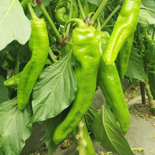 新鲜牛角椒现摘大菜椒微辣的辣椒