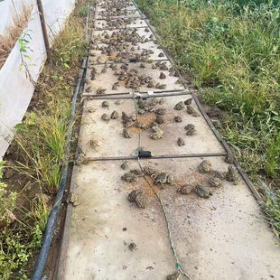 变异海蟾蜍角蛙宠物蛙非牛蛤蟆活体饲料宠物鳄龟最喜欢拉丝