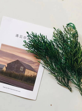 永生松柏叶绿色绿叶不变色圣诞松枝香薰蜡片diy手工材料花材10克