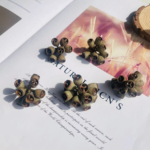 永生花桉树果僵尸果串干果材料diy圣诞节新年玻璃罩礼盒配材果实