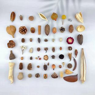 天然植物果子diy标本相框制作材料松果套装幼儿手工家居壁挂装饰