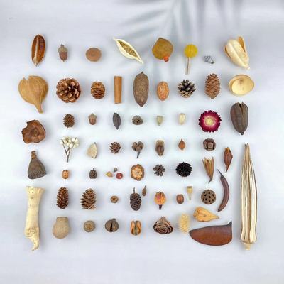 天然植物果子diy标本相框制作材料松果套装幼儿手工家居壁挂装饰
