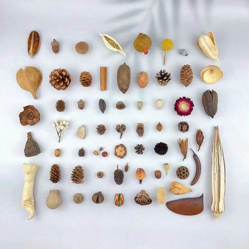天然植物果子diy标本相框制作材料松果套装幼儿手工家居壁挂装饰