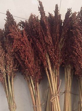 天然高粱麦穗干花客厅橱窗摆件