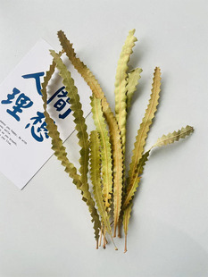 【班克木叶】永生植物叶子天然真树叶玻璃罩相框香皂手工diy材料