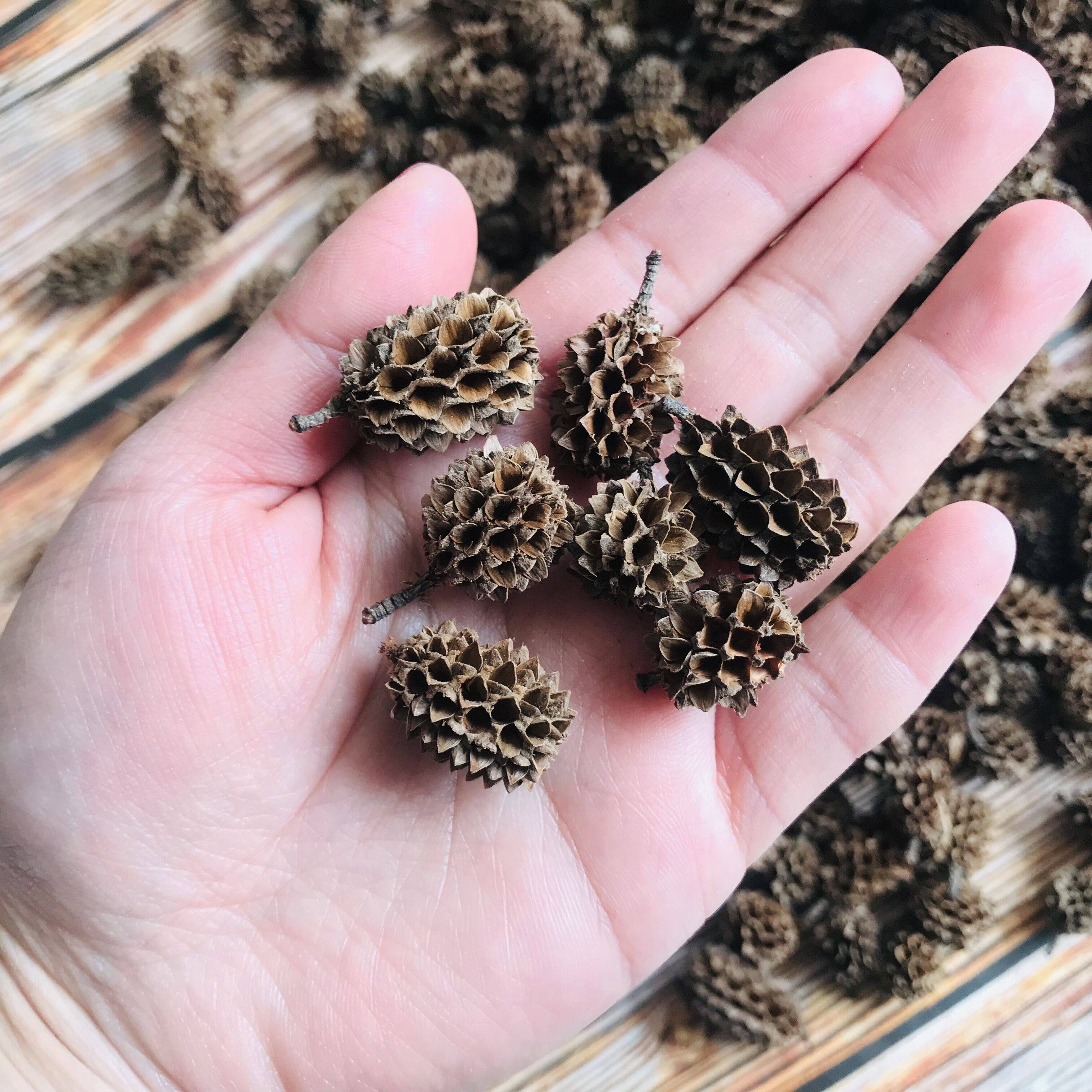 小松果马毛树马尾松天然木麻黄果实干果工艺摆件道具拍照造景材料