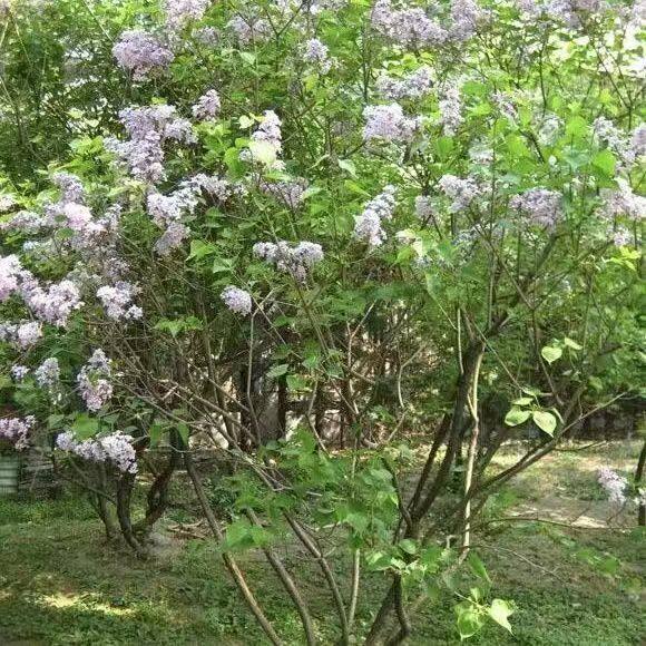 丁香花树苗浓香四季开花耐寒耐热