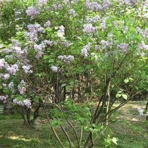 丁香花树苗浓香四季开花耐寒耐热