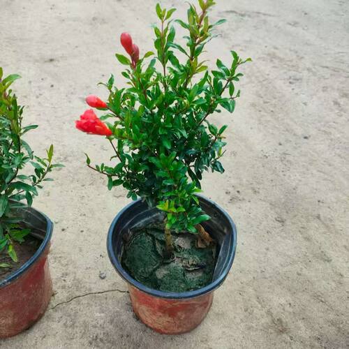 石榴花盆栽四季红花吉祥观赏