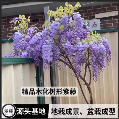多花紫藤树苗耐寒耐热爬藤盆栽