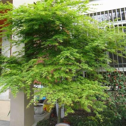 青枫树苗青枫小苗鸡爪槭树苗青枫苗红枫嫁接砧木绿化苗木庭院植物