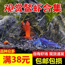 满38包邮观赏虾活体宠物虾水族淡水大型红白天空蓝魔鳌虾小龙虾苗