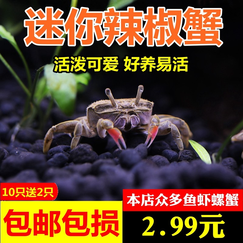 迷你辣椒蟹小螃蟹观赏蟹活体宠物吃虫除藻水族淡水宠物蟹活泼可爱