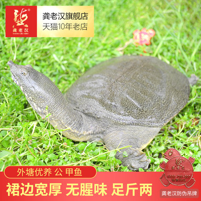 龚老汉外塘优养系列公甲鱼鲜活中华鳖生态散养死亡包赔顺丰 虎窝淘