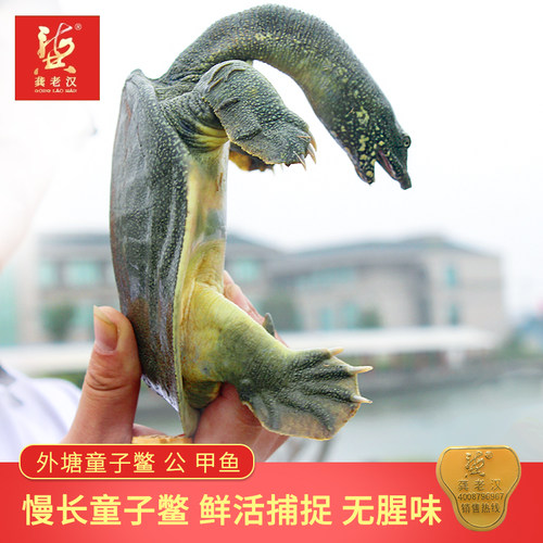 外塘养殖鳖龚老汉甲鱼