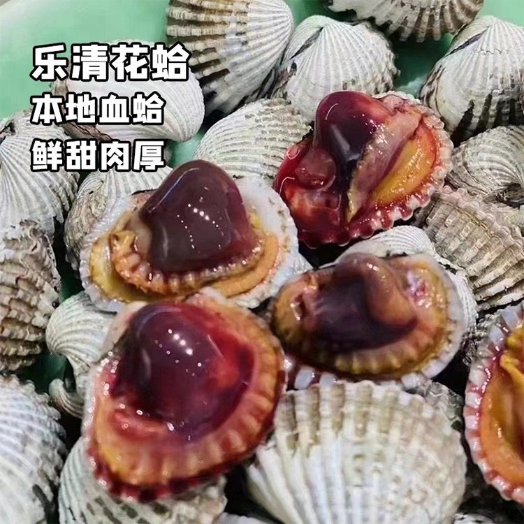 【当天捕捞】乐清花蛤银蚶血蛤温州乐清本地活蛤血蛤贝类水产海鲜