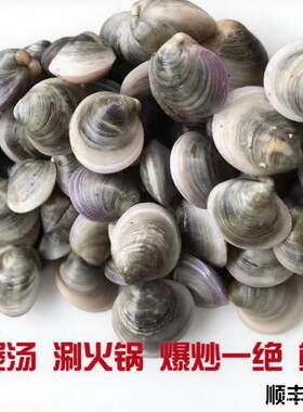 乐清湾正宗蛤蜊(青蛤、元宝蛤)新鲜