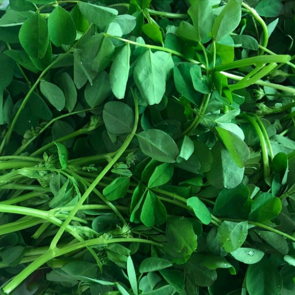 顺丰快递  农家新鲜野菜紫云英红花草头菜翘摇金花菜炒年糕润肠菜,水产肉类/新鲜蔬果/熟食,叶菜类,淘宝优惠券,粉丝福利购,淘宝优惠卷