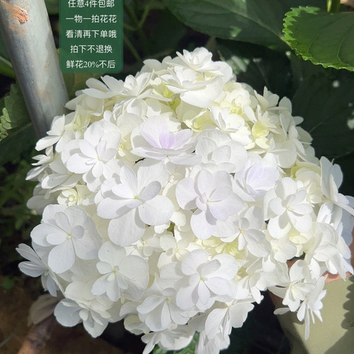 828浅紫笔画