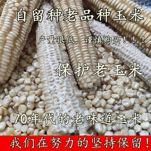 （自留种种植）70年代老品种白马牙玉米山西农家自种老式玉米粒