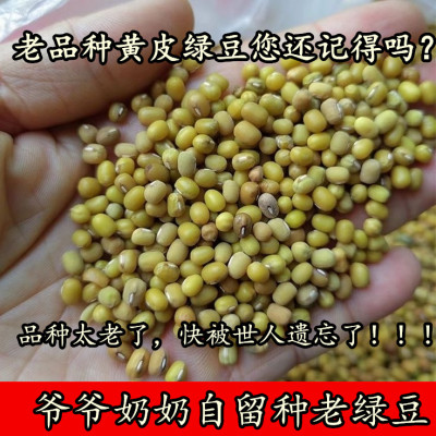 （爷爷奶奶循环自留种老品种黄皮小绿豆）山西农家自种老式绿豆