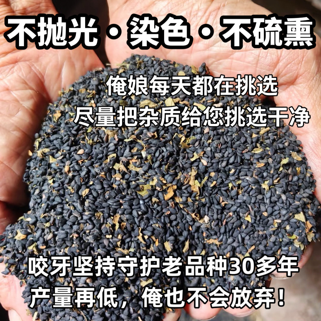 （老人坚持在种的老品种黑芝麻）山西农家自种生芝麻土芝麻不染色