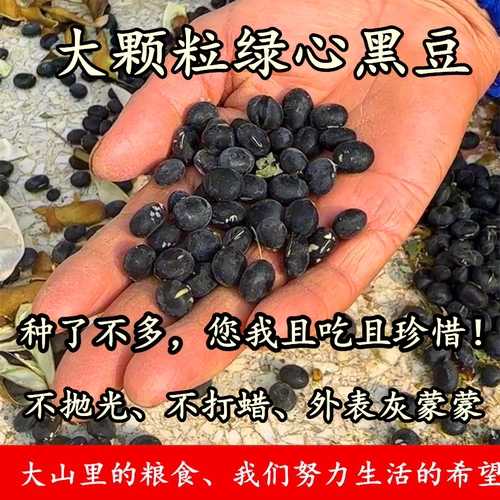 （老人坚持种的老品种土黑豆）农家自种老式绿心黑豆未抛光未打蜡