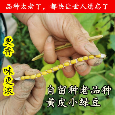 （俺每年循环留种保留）山西农家自种老品种黄皮小颗粒绿豆黄壳