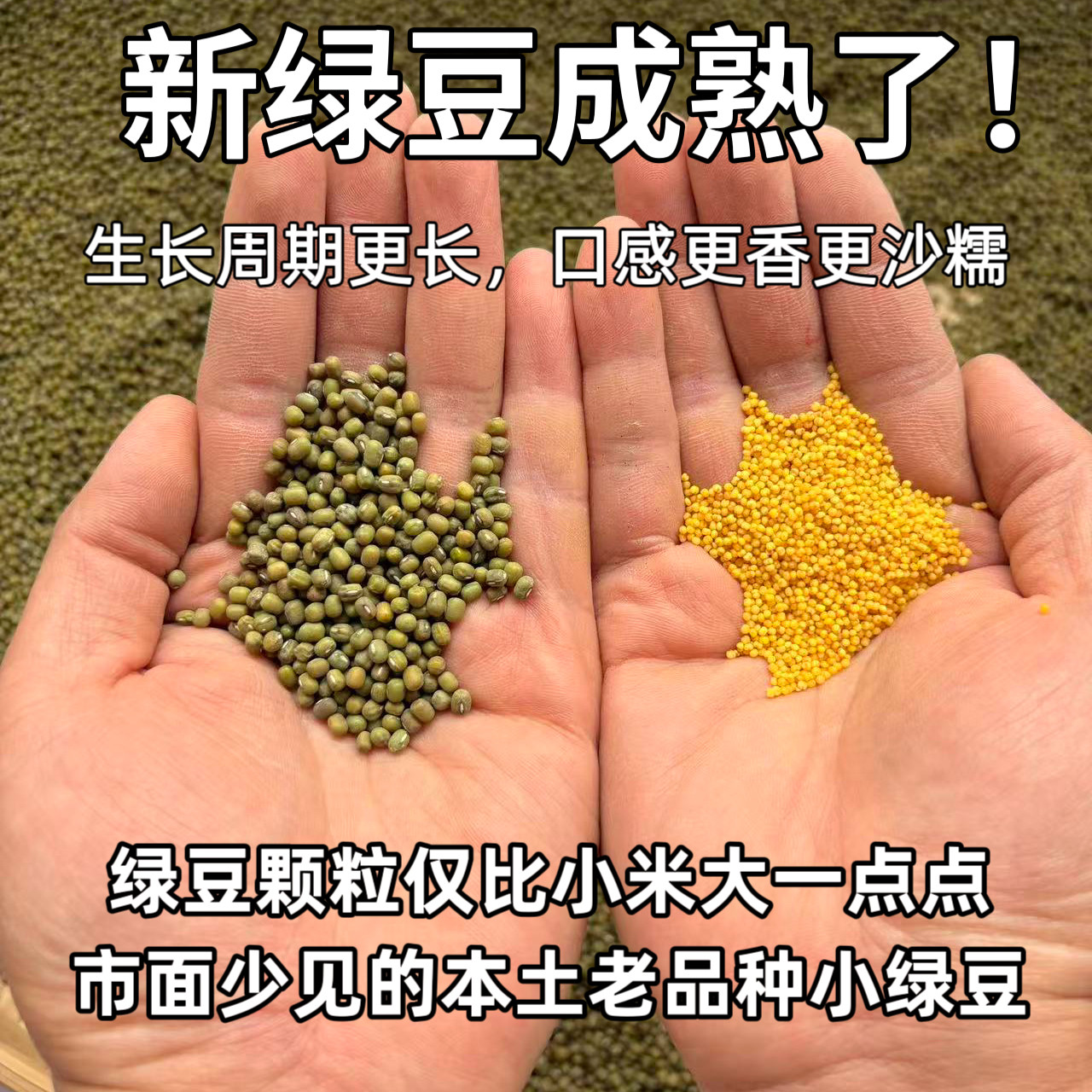（新绿豆少量上架！）农家自种老品种小颗粒绿豆迷你笨绿豆毛绿豆
