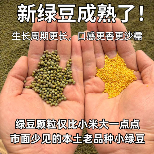 （新绿豆少量上架！）农家自种老品种小颗粒绿豆迷你笨绿豆毛绿豆
