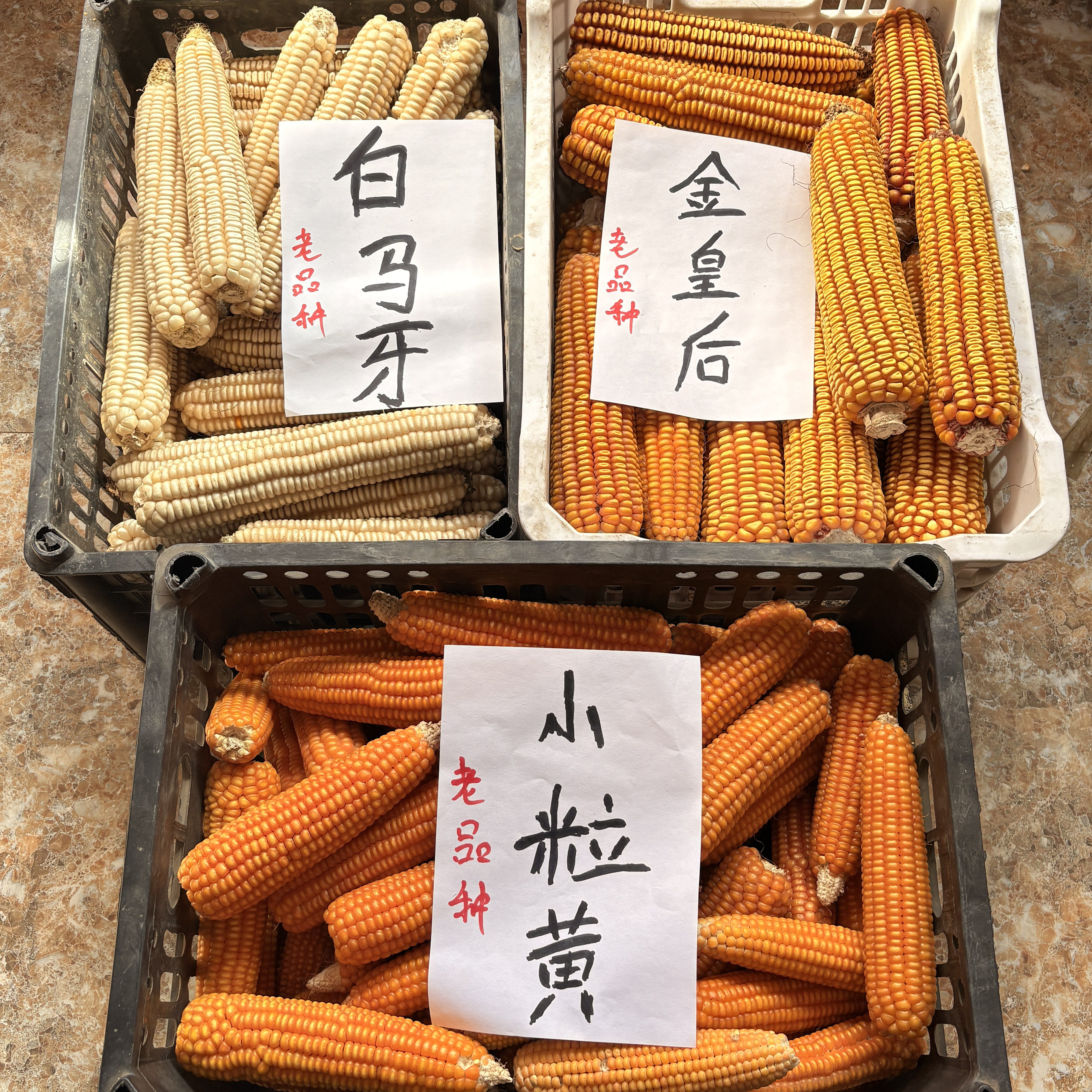 (三个老品种玉米混装)金皇后玉米小粒黄玉米白八趟老玉米干玉米