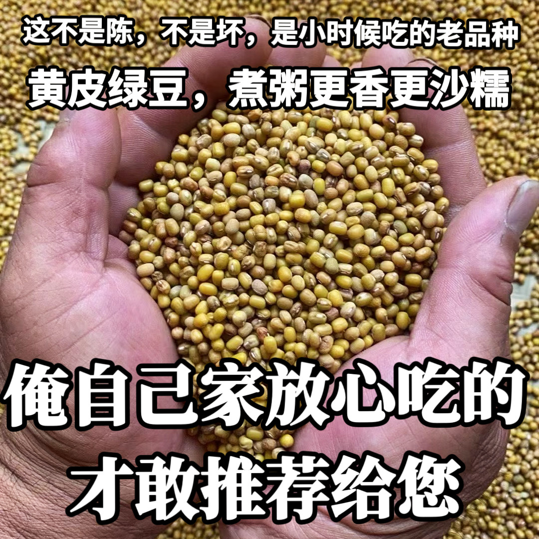 (老人坚持在种的老品种黄皮绿豆)农家自种老式黄皮绿豆肾形绿豆