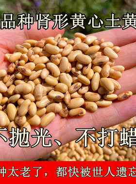 （老人坚持在种的老品种土黄豆）山西农家自种小颗粒扁体肾形黄豆