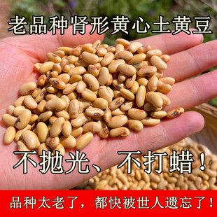 山西农家自种小颗粒扁体肾形黄豆 老品种土黄豆 老人坚持在种