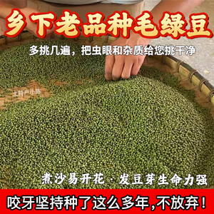 （老人坚持在种的老品种笨绿豆）农家自种小颗粒毛绿豆老式土绿豆
