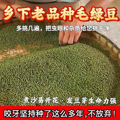 （老人坚持在种的老品种笨绿豆）农家自种小颗粒毛绿豆老式土绿豆